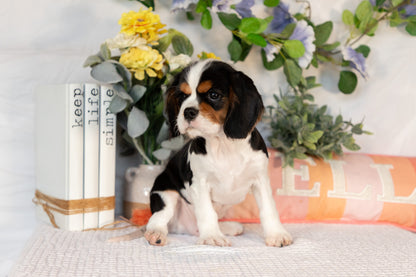 Cavalier King Charles Spaniel Male (Arlo)