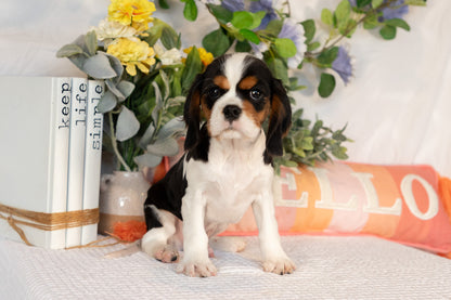 Cavalier King Charles Spaniel Male (Arlo)