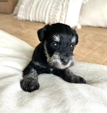 Shadow- Miniature Schnauzer Male