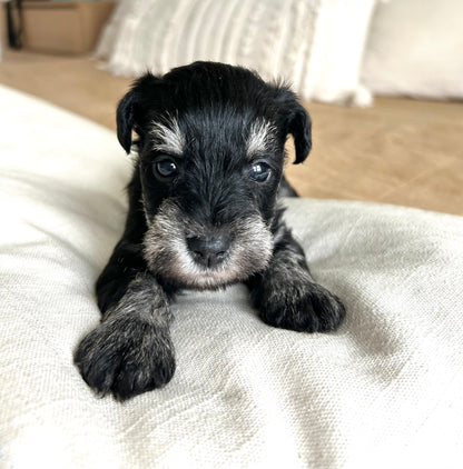 Shadow- Miniature Schnauzer Male