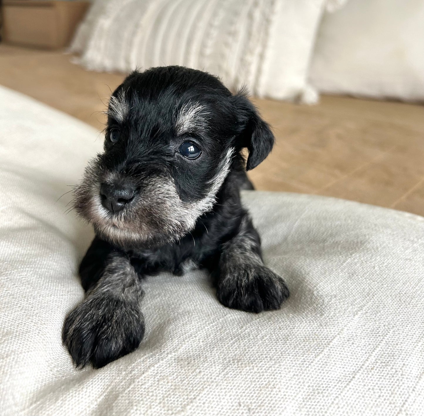 Shadow- Miniature Schnauzer Male