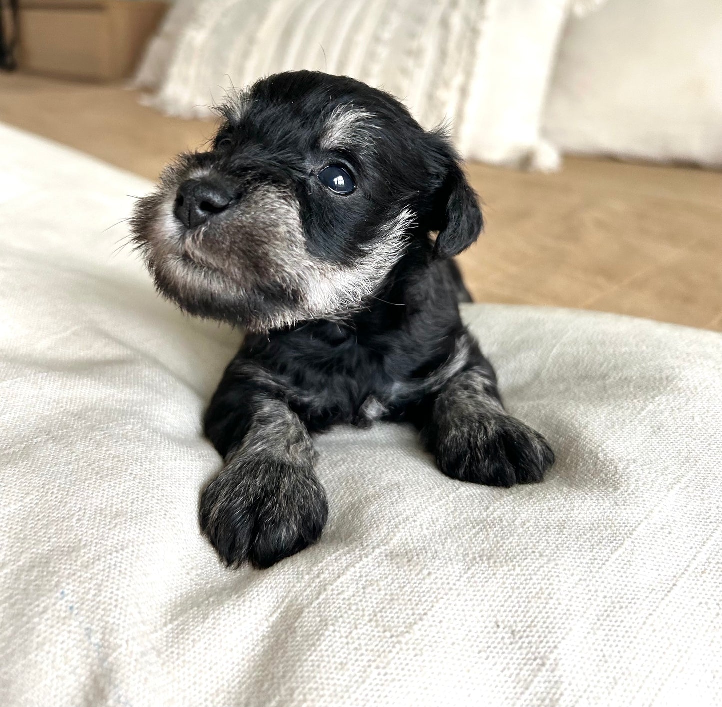 Shadow- Miniature Schnauzer Male