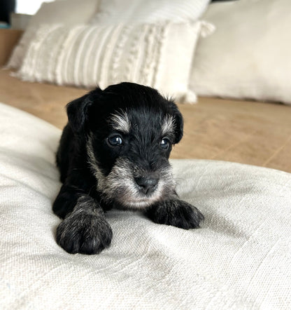 Shadow- Miniature Schnauzer Male