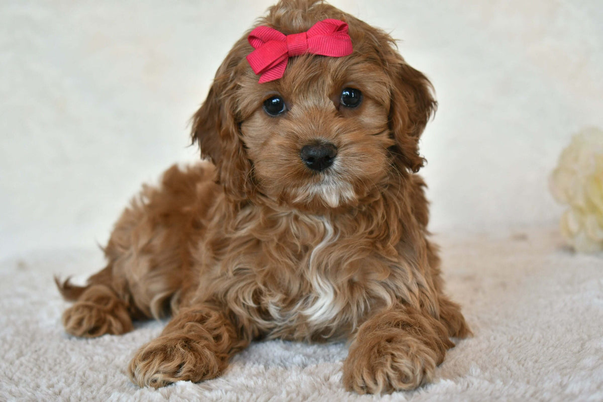 5 Star Canine