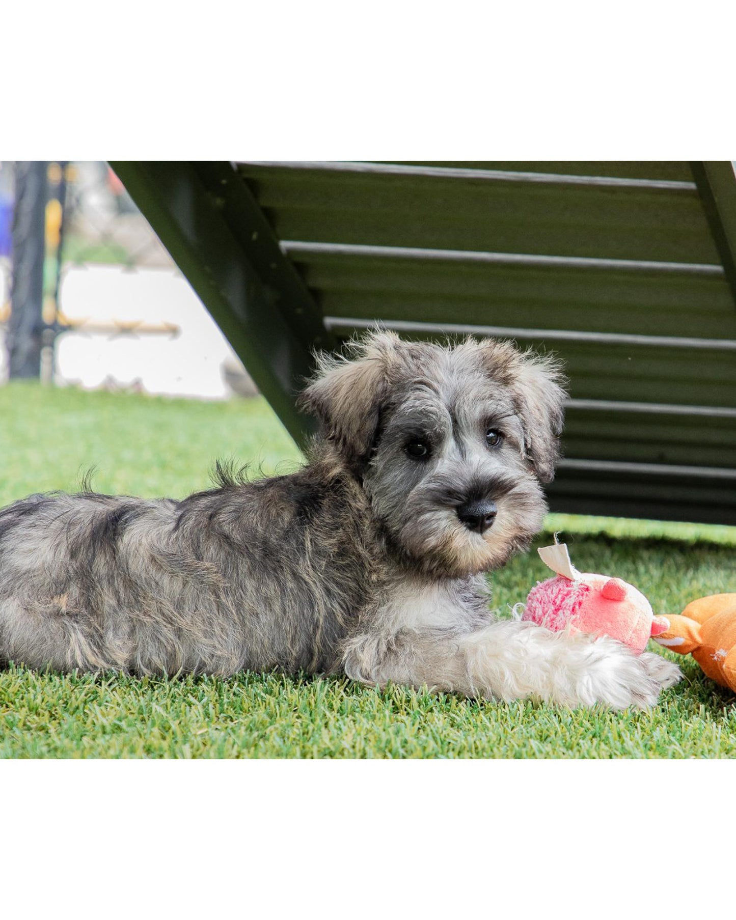 Griffin - Miniature Schnauzer