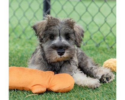 Griffin - Miniature Schnauzer