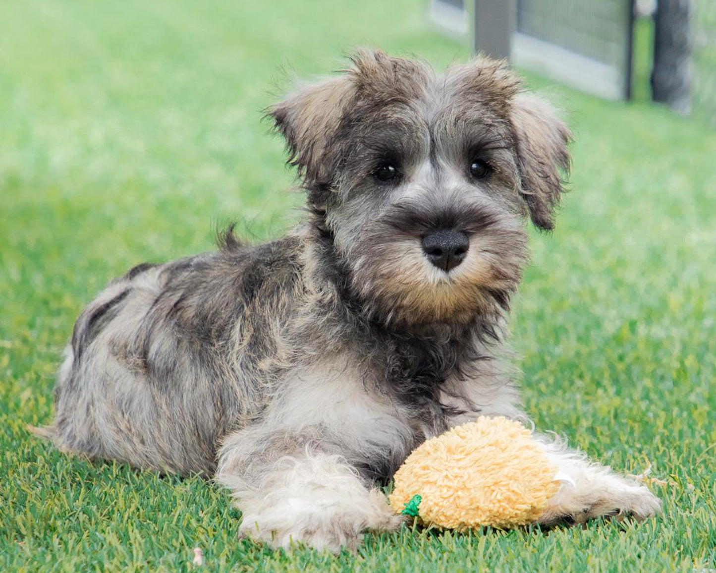 Griffin - Miniature Schnauzer