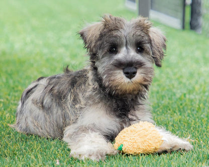 Griffin - Miniature Schnauzer