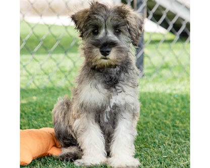 Griffin - Miniature Schnauzer