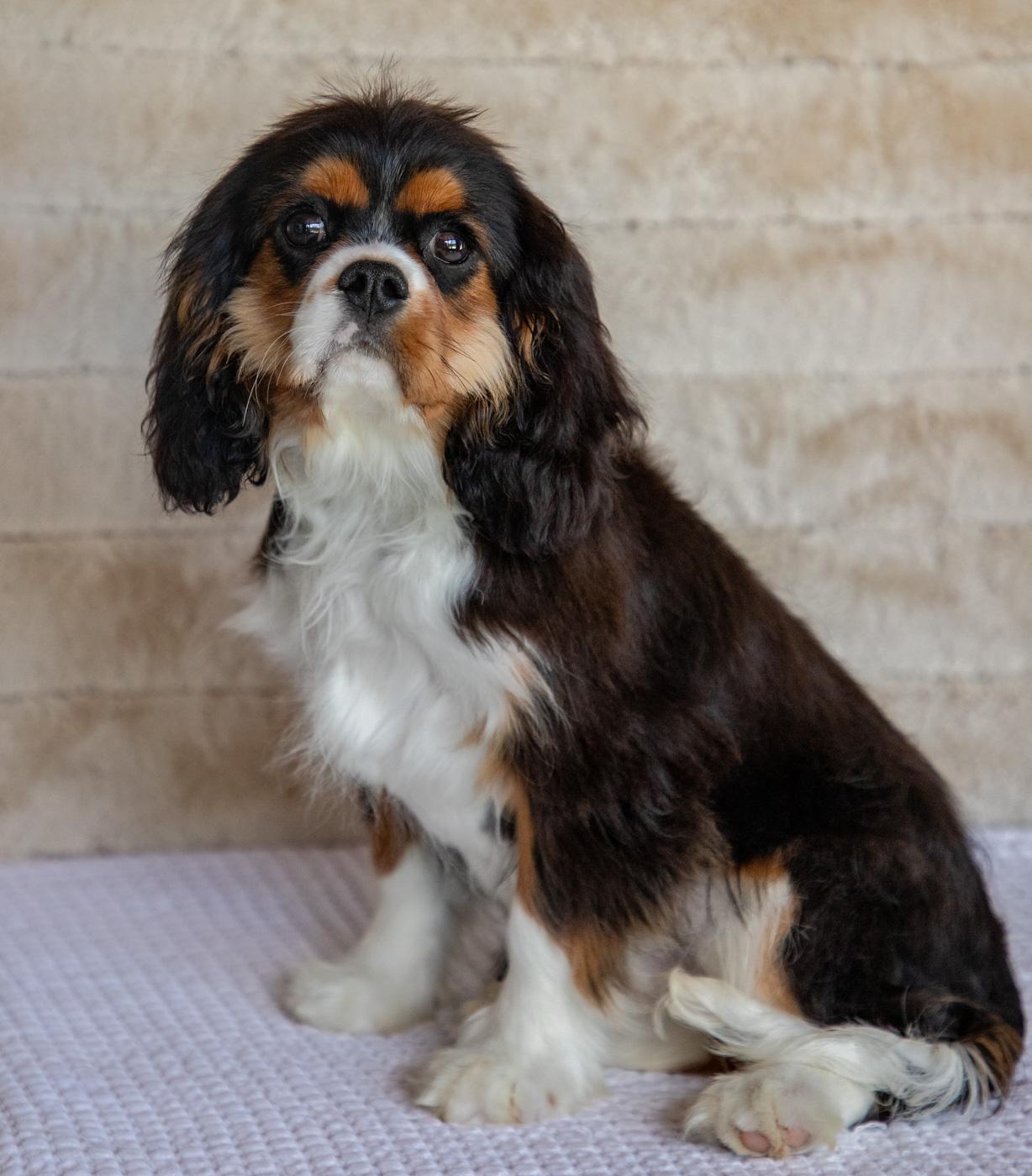 Ossie - Cavalier King Charles Spaniel