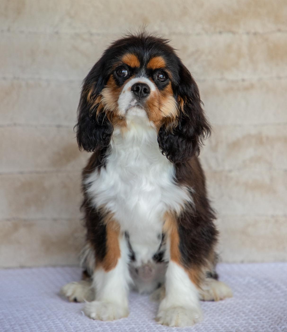 Ossie - Cavalier King Charles Spaniel