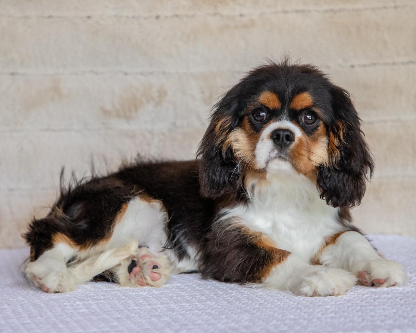 Ossie - Cavalier King Charles Spaniel