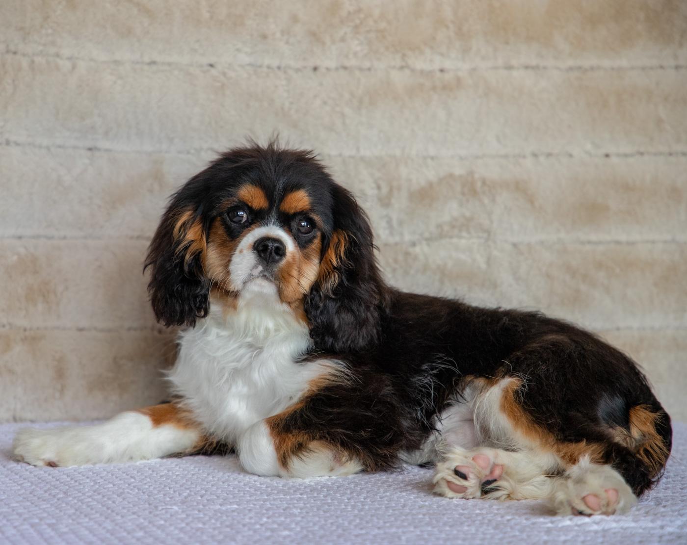 Ossie - Cavalier King Charles Spaniel