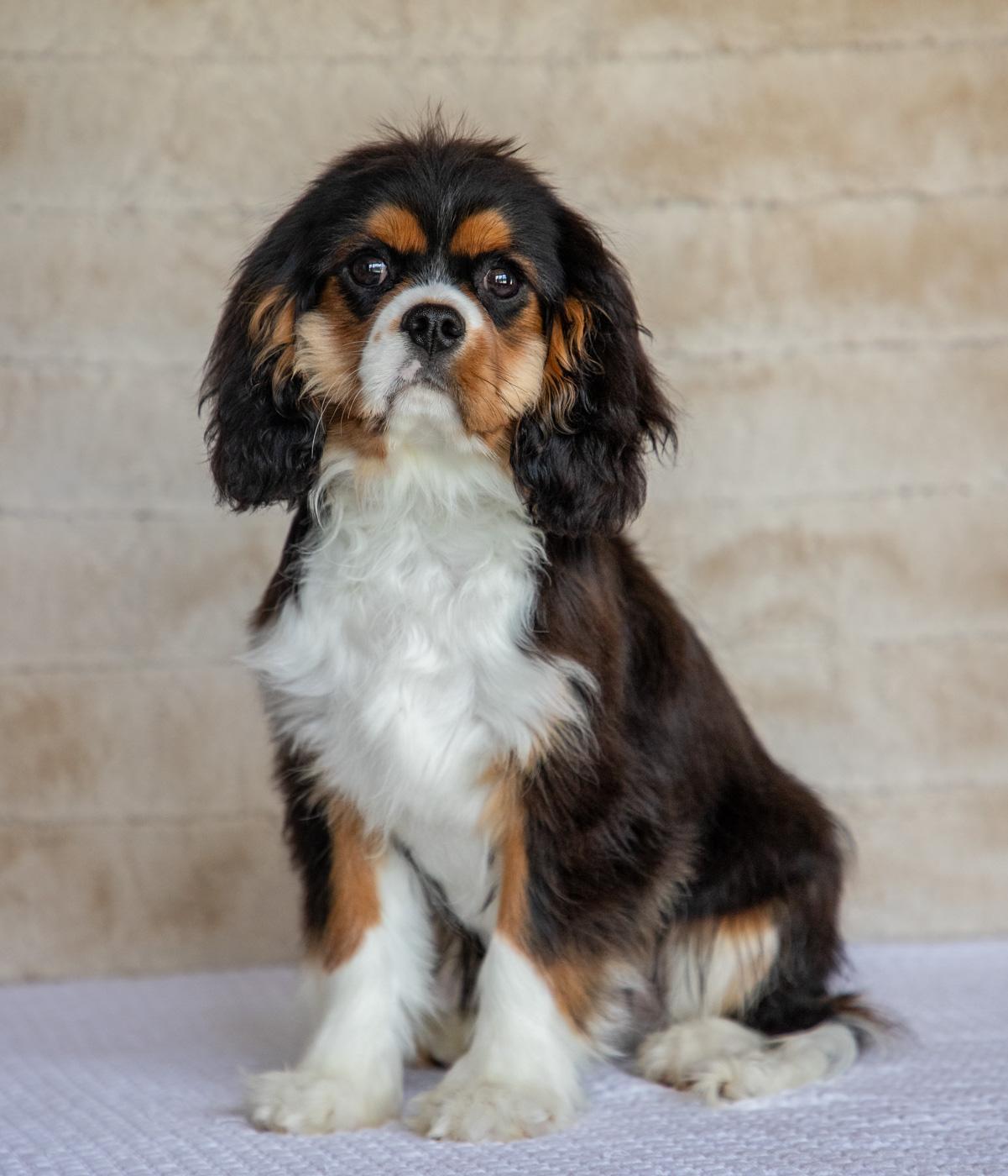 Ossie - Cavalier King Charles Spaniel