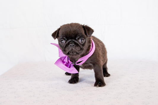 Twila-Pug Female