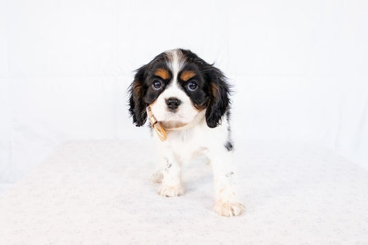 Sally- Cavalier Female