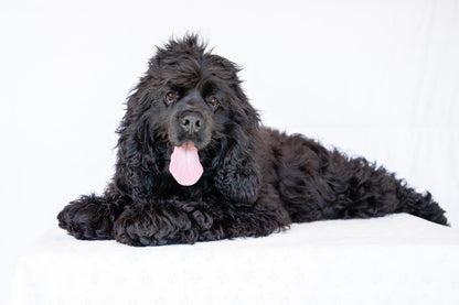 Charlie - Cocker Spaniel Male