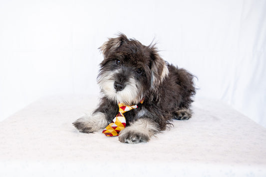 Kingston-Miniature Schnauzer Male