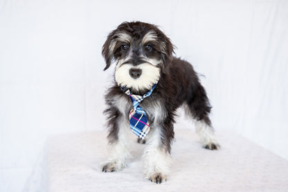 Lawrey-Miniature Schnauzer Male