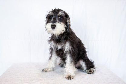 Lawrey-Miniature Schnauzer Male