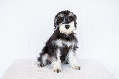 Lawrey-Miniature Schnauzer Male