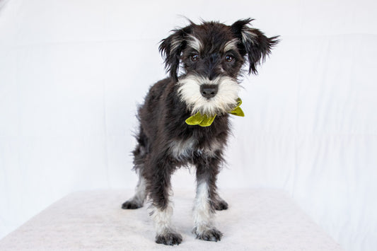 Layla-Miniature Schnauzer Female