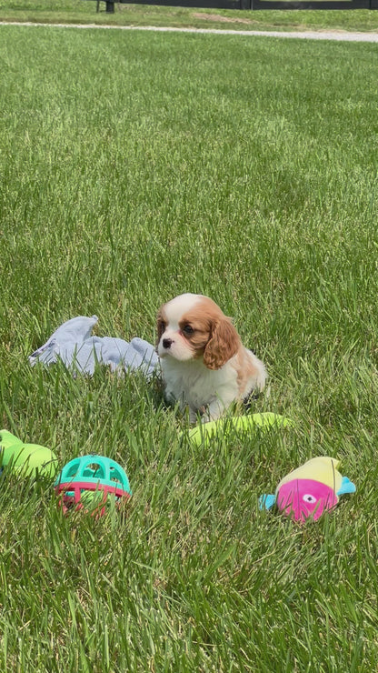 Cavalier King Charles Spaniel Female (Athena)