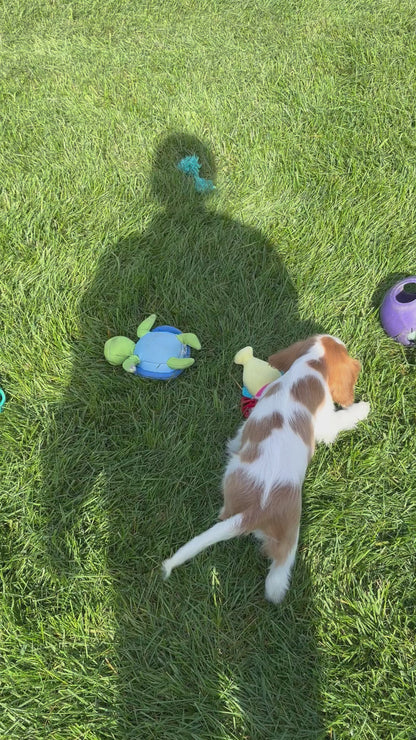 Cavalier King Charles Spaniel Female (Ellianna)