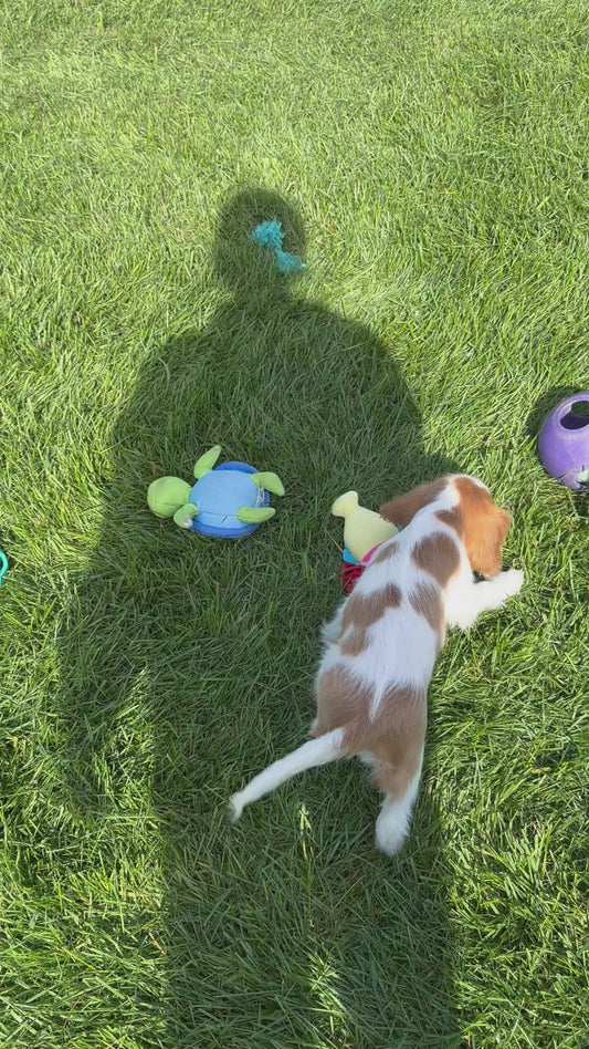 Cavalier King Charles Spaniel Female (Ellianna)