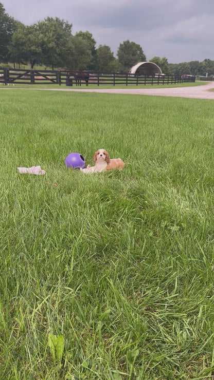 Cavalier King Charles Spaniel Male (Eli)