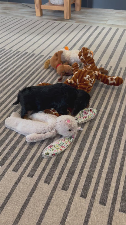 Cavalier King Charles Male (Harrison)