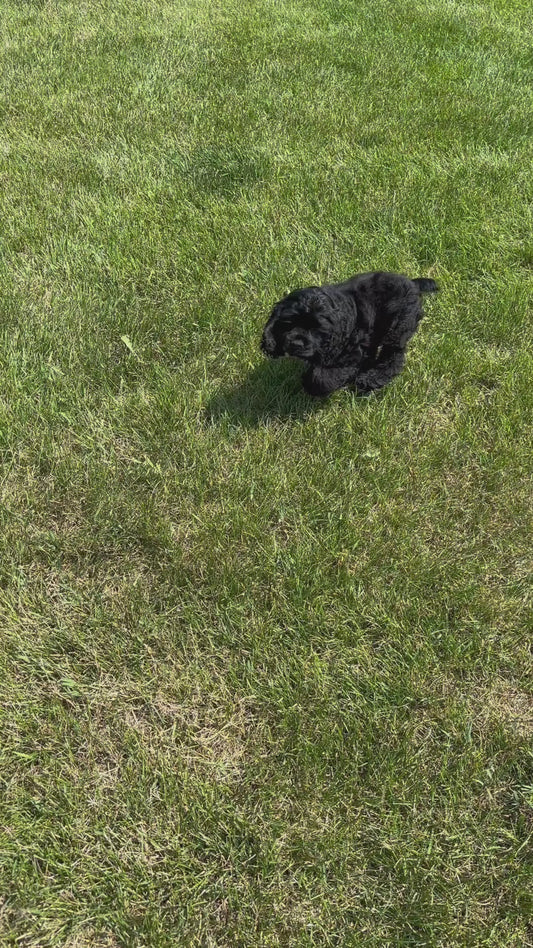 Cocker Spaniel Male (Hudson)