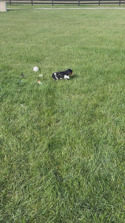 Cavalier King Charles Female (Farah)