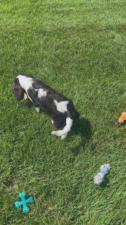 Cavalier King Charles Spaniel Male (Henry)