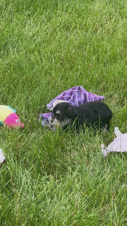 Miniature Schnauzer Female (Minnie)