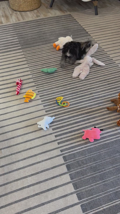 Miniature Schnauzer Male (Leo)