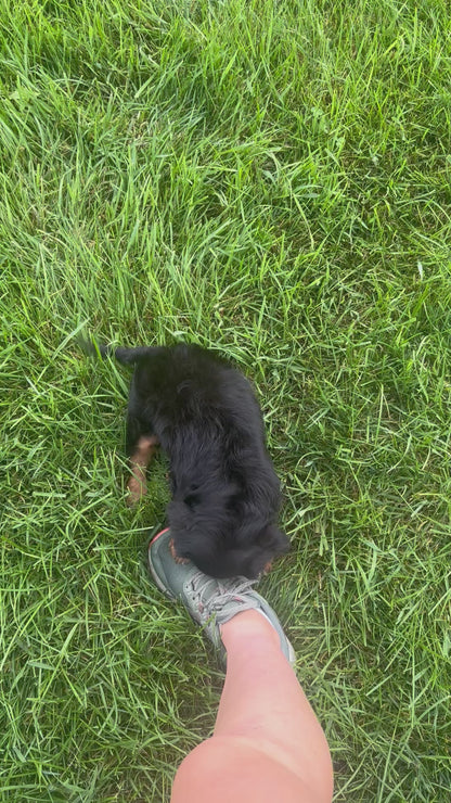Cavalier King Charles Spaniel Female (Kira)
