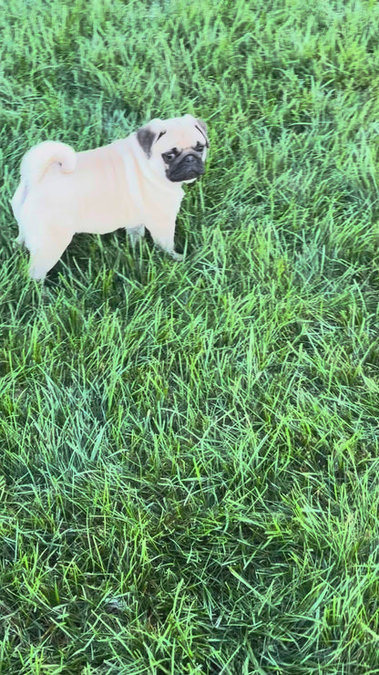 Pug Male (Kevin)