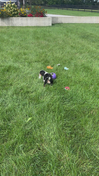Cavalier King Charles Spaniel Male (Leo)