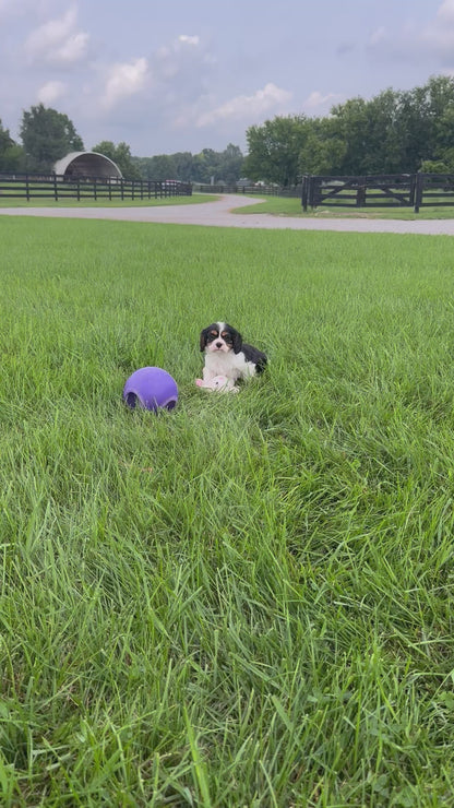 Cavalier King Charles Spaniel Male (Leo)