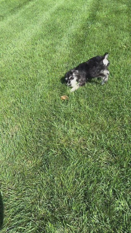 Lexton-Miniature Schnauzer Male