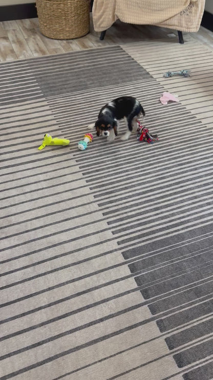 Cavalier King Charles Male (Luca)