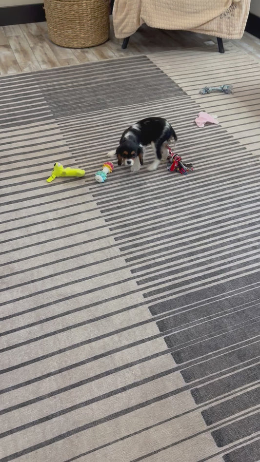 Cavalier King Charles Male (Luca)