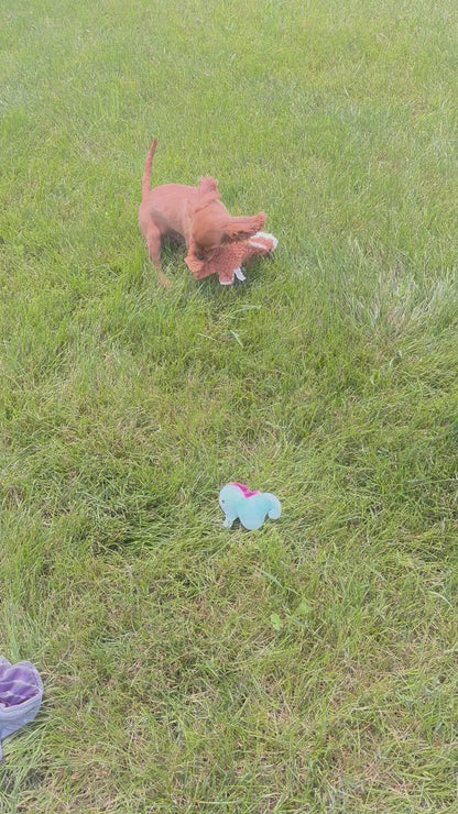 Cavalier King Charles Spaniel Male (Ranger)