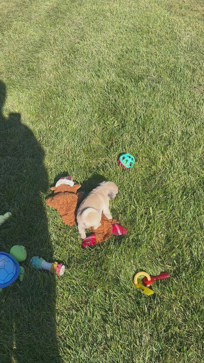 Pug Female (Stella)
