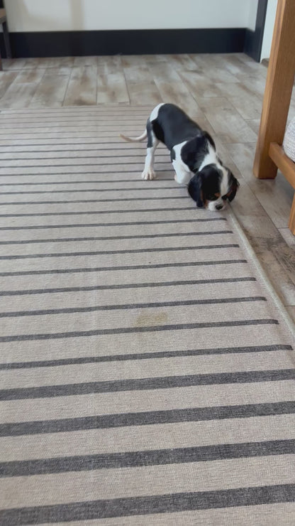 Cavalier King Charles Spaniel Male (Arlo)