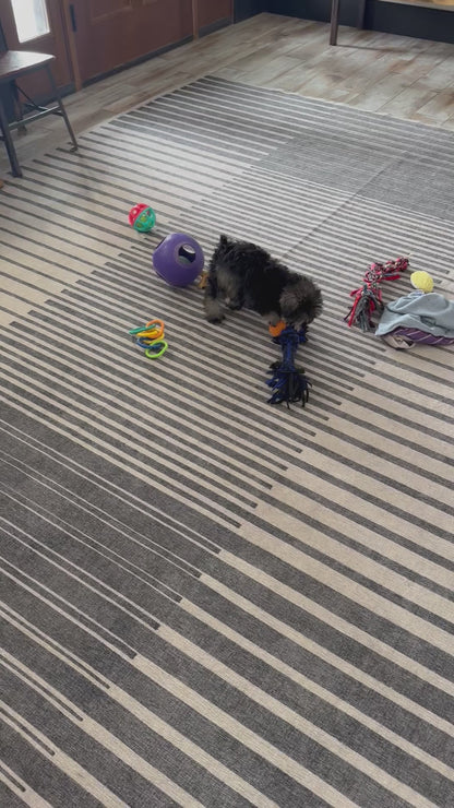 Miniature Schnauzer Male (Leo)