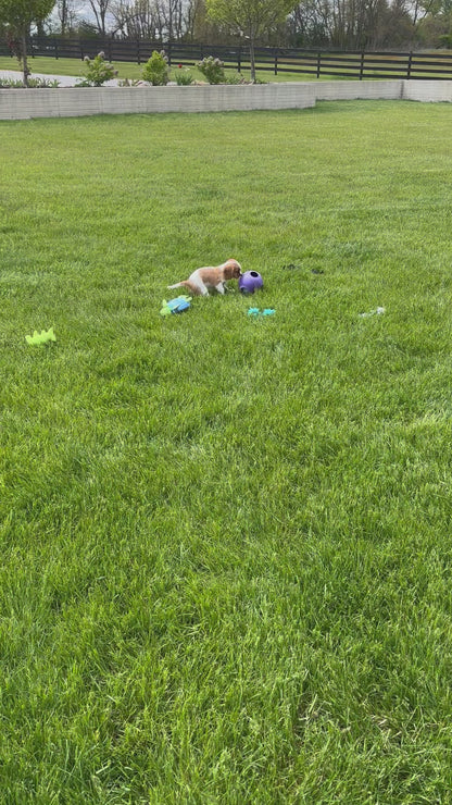Cavalier King Charles Spaniel Male (Chance)