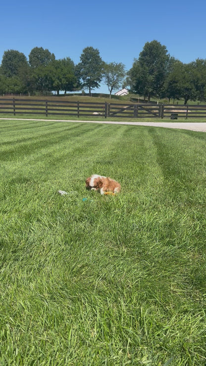 Cavalier King Charles Spaniel Male (Silas)