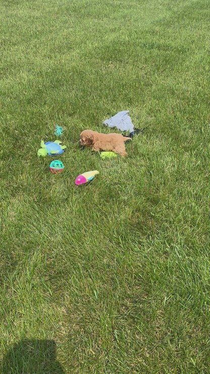Cocker Spaniel Female (Annie)